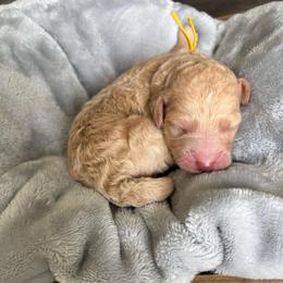 Yellow collar - Cream female Goldendoodle puppy in Christiana, Tennessee from Rechlicz Family Doodles
