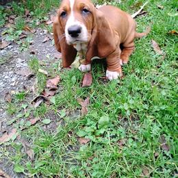 Scout - Brown and white male Basset Hound puppy in Imler, Pennsylvania from Happy Hounds