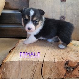 Pembroke Welsh Corgi Puppies from Pinkyella Corgis