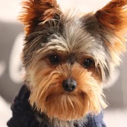 Turbo - Yorkshire Terrier