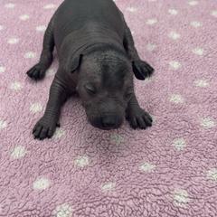 Amara - Black female Xoloitzcuintli puppy in West Jordan, Utah from Majestic Nakids