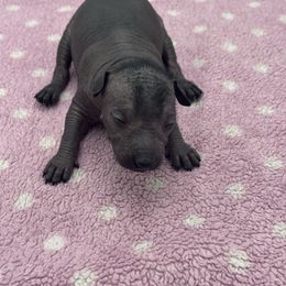 Amara - Black female Xoloitzcuintli puppy in West Jordan, Utah from Majestic Nakids
