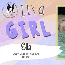 Ella - Lilac female Boston Terrier puppy in Jupiter, Florida from CJM Boston and Boxer Puppies