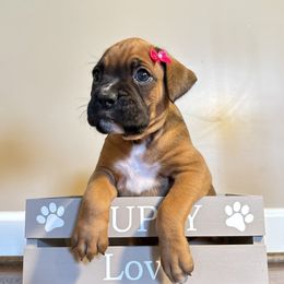 Honey - Fawn female Boxer puppy in Garland, North Carolina from Magen's Boxers