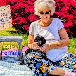 Daffodil - Black male Goldendoodle puppy in Weaverville, North Carolina from Beloved Goldendoodles, LLC.