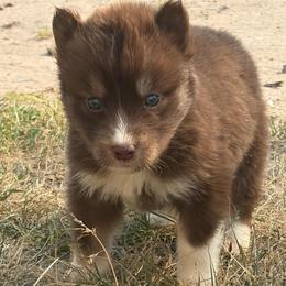 Dakota - Red and white male Siberian Husky puppy in Warrenville, South Carolina from StormVale Siberian Huskies