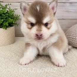 Simon - Red and white male Pomsky puppy in Riverside, California from LittleLoyalz
