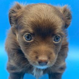 Apollo - Chocolate and white male Chihuahua puppy in Georgia/Florida, Florida from Fiesta Pups