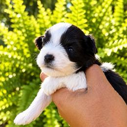 Almond Joy - Parti female Miniature Schnauzer puppy in Dorr, Michigan from Enchanted Paws