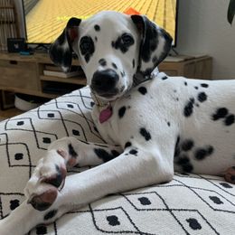 Razzle dazzle  - Dalmatian