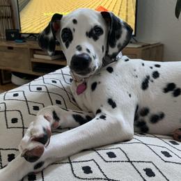 Razzle dazzle  - Dalmatian