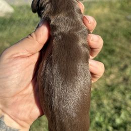CKC LONGHAIR CHCOLATE AND TAN - Chocolate and tan male Dachshund puppy in Anderson, California from Golden Paws Dachshunds