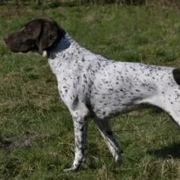 German Shorthaired Pointers from vom Nordland Shorthairs