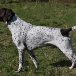 German Shorthaired Pointers from vom Nordland Shorthairs