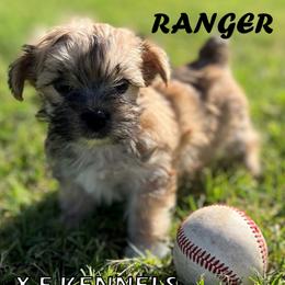 Aussiedoodles, Maltese, Maltipoos, Morkies, Yorkipoos, and Yorkshire Terriers from X-F Kennels