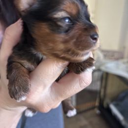 Aimee - Chocolate, tan and white female Yorkshire Terrier puppy in Ontario, California from Yorkie Wonderlands