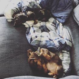 Dachshund Puppies from Honey Creek Doxies