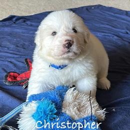 Christopher - White male Great Pyrenees puppy in Murfreesboro, Tennessee from Storybook Tails Farm