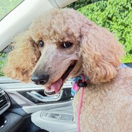 Ginger - Poodle