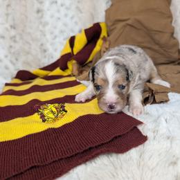 Harry - Blue merle male Miniature Australian Shepherd puppy in Bend, Oregon from Wonderland Aussies