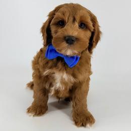 Monarch Paddy - Red male Australian Labradoodle puppy in Mason, Michigan from Monarch Labradoodles