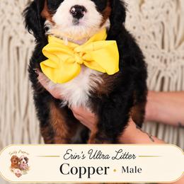 Copper - Tri-color male Bernedoodle puppy in Norcross, Georgia from Teddy Puppies
