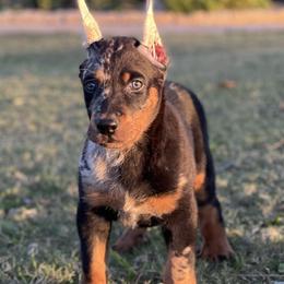 Beauceron and Doberman Pinscher Puppies from Elitehaus