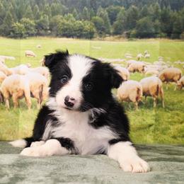 Pickles - Black and white female Border Collie puppy in Avilla, Indiana from Borderline Kennels