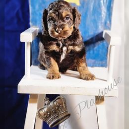 Cockapoo Puppies from Royal Cockapoo Playhouse