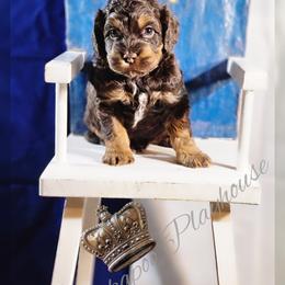 Cockapoo Puppies from Royal Cockapoo Playhouse