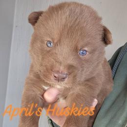 Orange boy - Red and white male Siberian Husky puppy in Terre Haute, Indiana from April's Huskies
