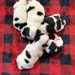 Girl 1 - Black and white female Japanese Chin puppy in Sandstone, Minnesota from Peaceful Garden Cavaliers