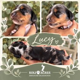 Lucy - Dapple female Dachshund puppy in Kemp, Texas from Koli Acres