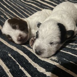 Australian Cattle Dog Puppies from Twisted C Heelers