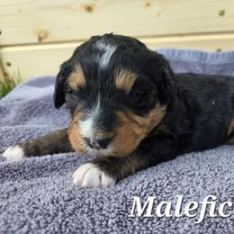Maleficent - Tri-color female Bernedoodle puppy in Blackfoot, Idaho from Draper Mountain Doodles