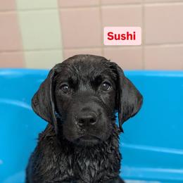 Labrador Retriever Puppies from Puzzles Labradors