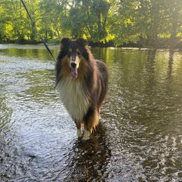 Beckham or Snitch - Collie