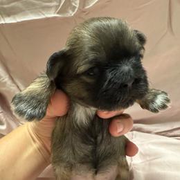Squish Mellow - Brindle and white female Shih Tzu puppy in Fletcher, North Carolina from Shihtzu_NC