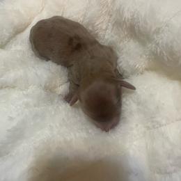 Daisy - Chocolate female Dachshund puppy in Mountain Home, Idaho from Desert Wind Dachshunds