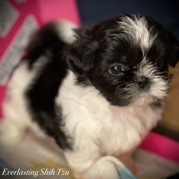 Girl 1 - Shih Tzu puppy in Ft Mc Coy, Florida from Everlasting Shih Tzu