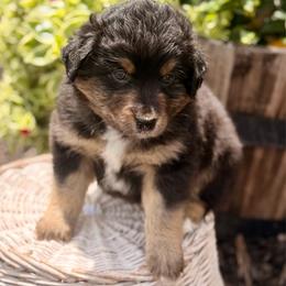 Tan collar - Black tri male Miniature Australian Shepherd puppy in 32046, Florida from River Hill Ranch