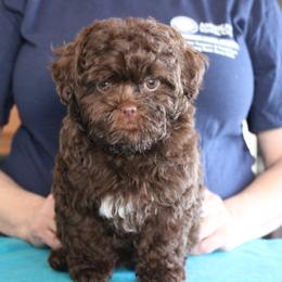 Russian Tsvetnaya Bolonka and Shih Tzu Puppies from Pink Lotus Kennels