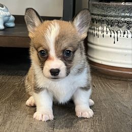 Girl 1 - Sable female Pembroke Welsh Corgi puppy in Stockton, Iowa from Infinity Corgis