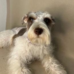 Payton - Miniature Schnauzer