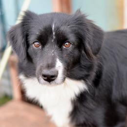 Miniature American Shepherd puppies from Southern Promise Aussie’s
