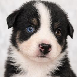 Kitty - Black tri-color female Australian Shepherd puppy in Hearne, Texas from Wigglebutts Unlimited