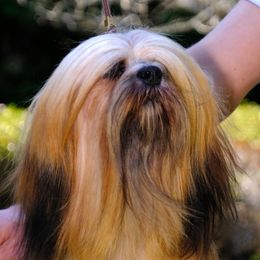 Kissie - Lhasa Apso