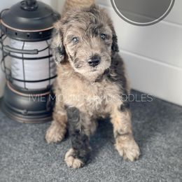 Goldendoodle Puppies from Ivie Mountain Doodles