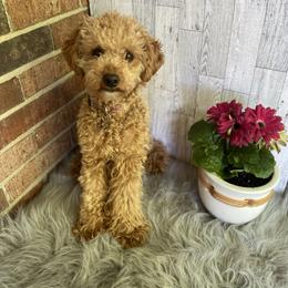 Birdie - Poodle