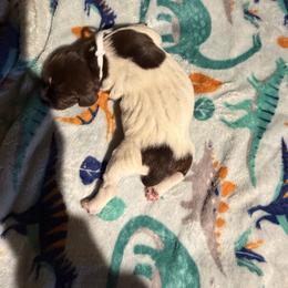 White - Liver and white female German Shorthaired Pointer puppy in Jackson, Georgia from Rosengrace Gsps (formerly Tiner GSP’s)